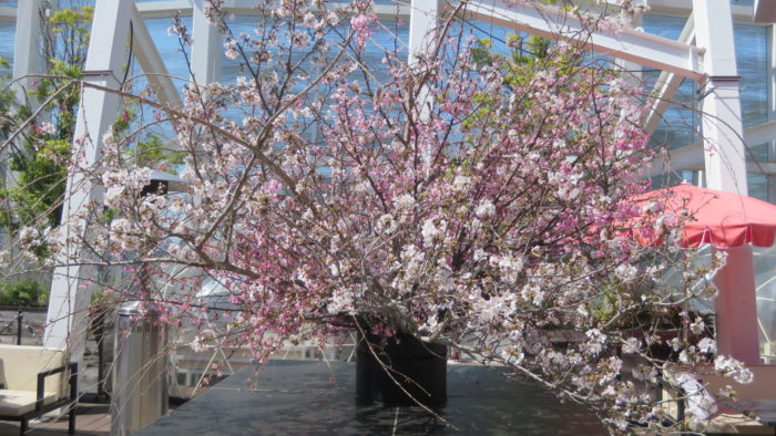 plustokyo　桜